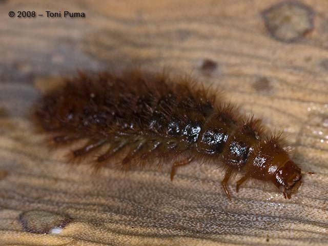 Probabile Drilus flavescens